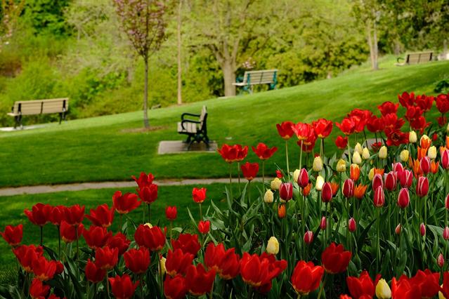 Toronto Botanical Garden